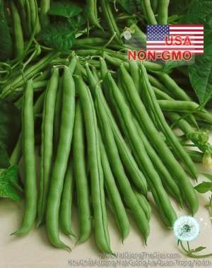 hat giong dau cove   leo ngot dieu ky kentucky  phaseolus vulgaris