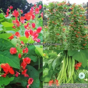 Hạt Giống Đậu Cove Scarlet - Hoa Đỏ Đẹp, Ăn Ngon (Phaseolus coccineus)