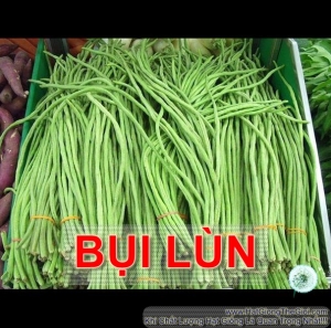 Hạt Giống Đậu Đũa Bụi (Vigna unguiculata sesquipedalis)