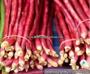 Hạt Giống Đậu Đũa Đỏ (Vigna unguiculata sesquipedalis)