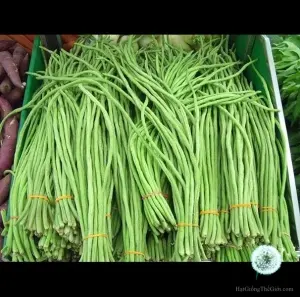 Hạt Giống Đậu Đũa Xanh (Vigna unguiculata sesquipedalis)