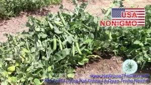 Hạt Giống Đậu Hà Lan Bụi Lùn - Marvel (Pisum sativum)