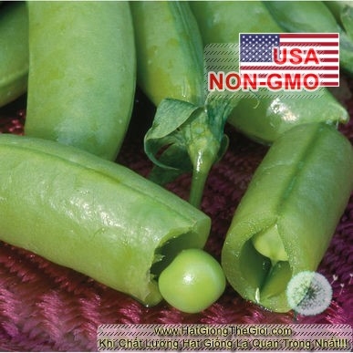 hat giong dau ha lan   leo sieu ngon sugar snap  pisum sativum