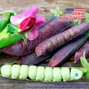 Hạt Giống Đậu Hà Lan Tím (Pisum sativum)