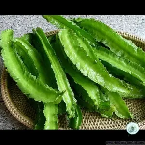 Hạt Giống Đậu Rồng/ Đậu Khế (Psophocarpus tetragonolobus)