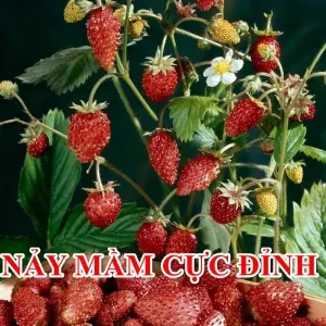 Hạt Giống Dâu Tây