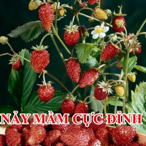 hat giong dau tay