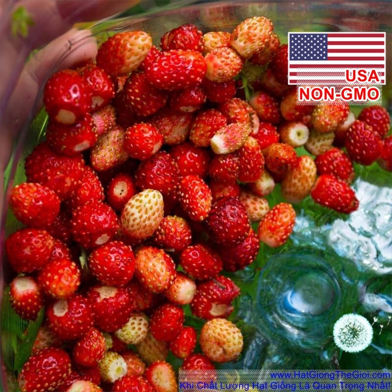 hat giong dau tay my   rugen sieu ngon  fragaria vesca