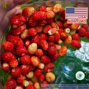Hạt Giống Dâu Tây Mỹ - Rugen Siêu Ngon (Fragaria vesca)