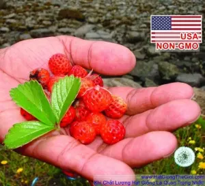Hạt Giống Dâu Tây Rừng - Wild Mini (Fragaria vesca)
