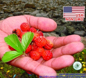hat giong dau tay rung   wild mini  fragaria vesca