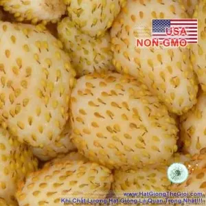 Hạt Giống Dâu Tây - Trắng Ngọt Vesca (Fragaria F. x ananassa)