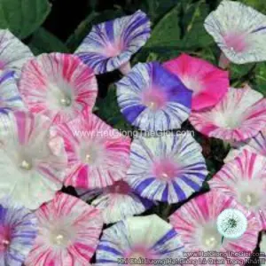 Hạt Giống Dây Leo Hoa Bìm Bìm Mix Sọc Venus