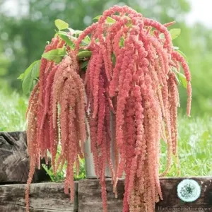 Hạt Giống Hoa Tassel (Amaranthus caudatus)