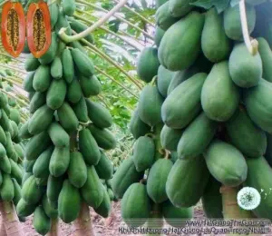 Hạt Giống Đu Đủ Lùn Ruột Đỏ Trái Lớn (Carica papaya)