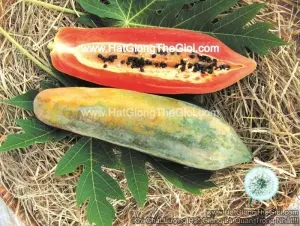 Hạt Giống Đu Đủ Ruột Gấc Trái Dài Thái Lan (Carica papaya)