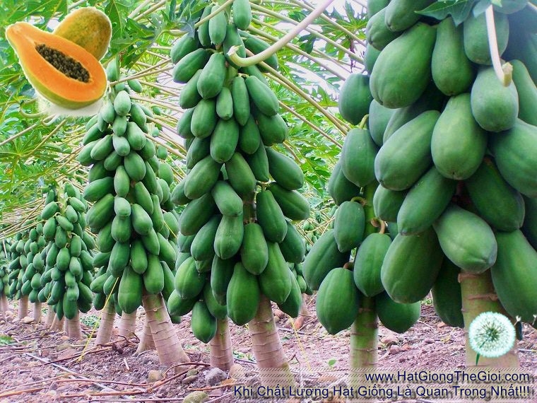 hat giong du du lun ruot vang  carica papaya