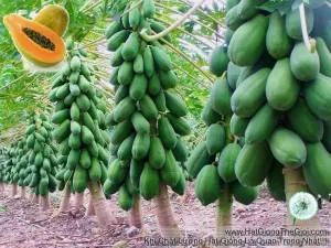 Hạt Giống Đu Đủ Lùn Ruột Vàng (Carica papaya)