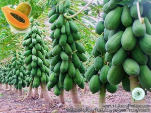 hat giong du du lun ruot vang  carica papaya