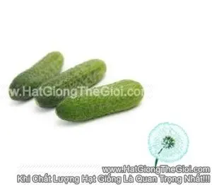 Hạt Giống Dưa Chuột Bao Tử Kheerthi RZ F1