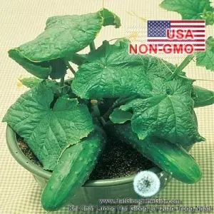 Hạt Giống Dưa Chuột - Bụi Giòn Cao Sản Saladmore
