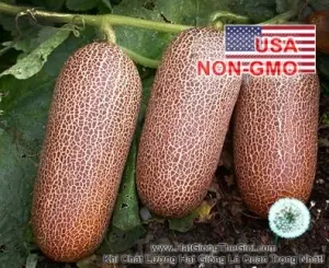 Hạt Giống Dưa Chuột - Chịu Nhiệt Puneri (Cucumis sativus)