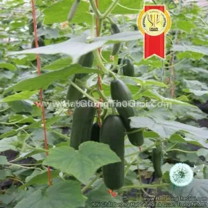 Hạt Giống Dưa Chuột Chùm 20Cm F1 TG183