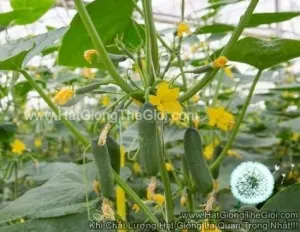 Hạt Giống Dưa Chuột Chùm Baby Cengel F1