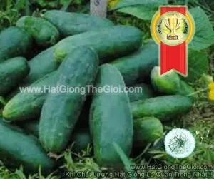 Hạt Giống Dưa Chuột F1 Âu Cơ TG80 Siêu Kháng Sương Mai