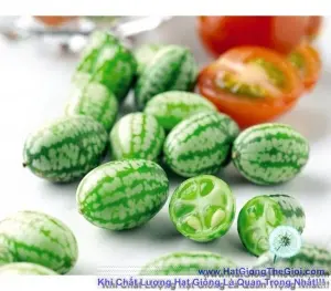 Hạt Giống Dưa Chuột Mini - Mexico (Melothria)