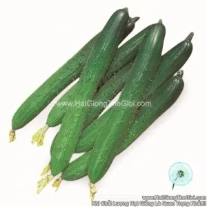 Hạt Giống Dưa Chuột Nhật TG02 F1