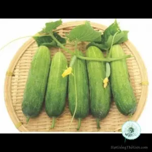 Hạt Giống Dưa Chuột - Trái Ngắn (Cucumis sativus)