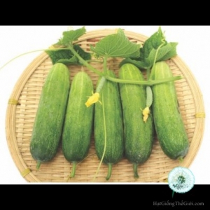 hat giong dua chuot   trai ngan  cucumis sativus