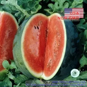 Hạt Giống Dưa Hấu - Đen Xám 24kg (Citrullus lanatus)