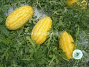 Hạt Giống Dưa Hấu F1 Thỏi Vàng TG9999