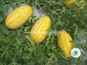 hat giong dua hau f1 thoi vang tg9999