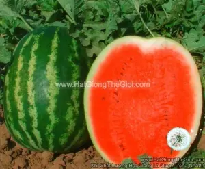 Hạt Giống Dưa Hấu Mỹ 11Kg