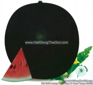 Hạt Giống Dưa Hấu Tròn To 12kg TG38