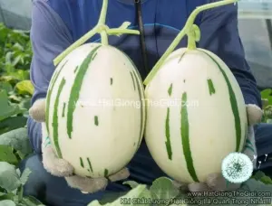 Hạt Giống Dưa Lê Đốm Hàn Quốc