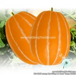 Hạt Giống Dưa Lê Hàn Quốc Truyền Thống TG49