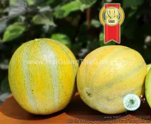 Hạt Giống Dưa Lê Israel 10Qua