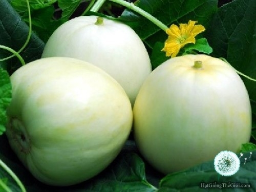 hat giong dua le sieu ngot  cucumis melo