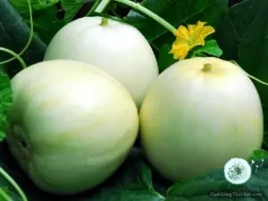 Hạt Giống Dưa Lê Siêu Ngọt (Cucumis melo)