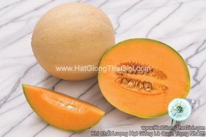 hat giong dua luoi ruot cam nha trong f1 tg206