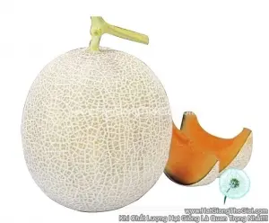 Hạt Giống Dưa Lưới Nhật Ruột ĐỎ F1 TG51