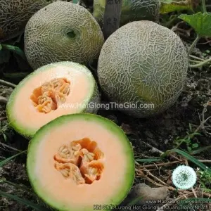 Hạt Giống Dưa Lưới Ruột Vàng TG75
