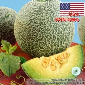 Hạt Giống Dưa Lưới - Ruột Xanh USA (Cucumis melo)