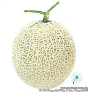 Hạt Giống Dưa Lưới Ruột Xanh Vân Dày F1 TG50