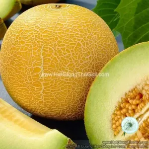Hạt Giống Dưa Lưới Vỏ Vàng Cao Sản F1 TG25