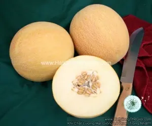 Hạt Giống Dưa Lưới Vàng Ngon102 Nhà Trồng F1